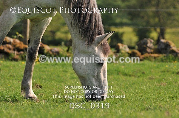 DSC_0319 - ARCHIVE REQUEST - Quincy and Guinness