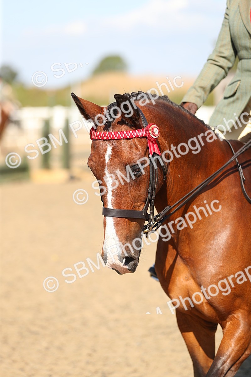SBM_02329 - Class 43 Ridden Competition Horse/Pony