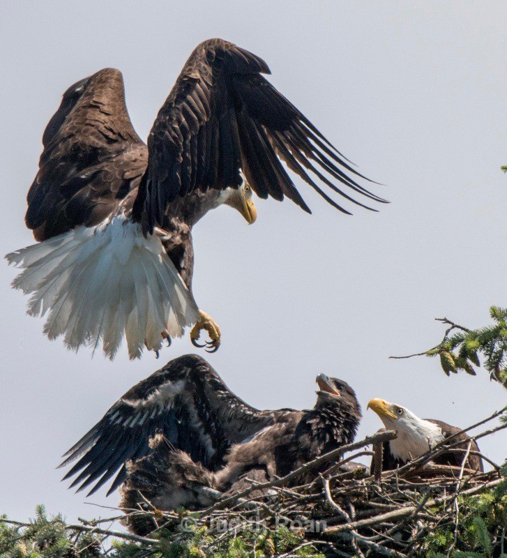 Bald Eagle returning to nest - Backyard Birds of the Pacific Northwest