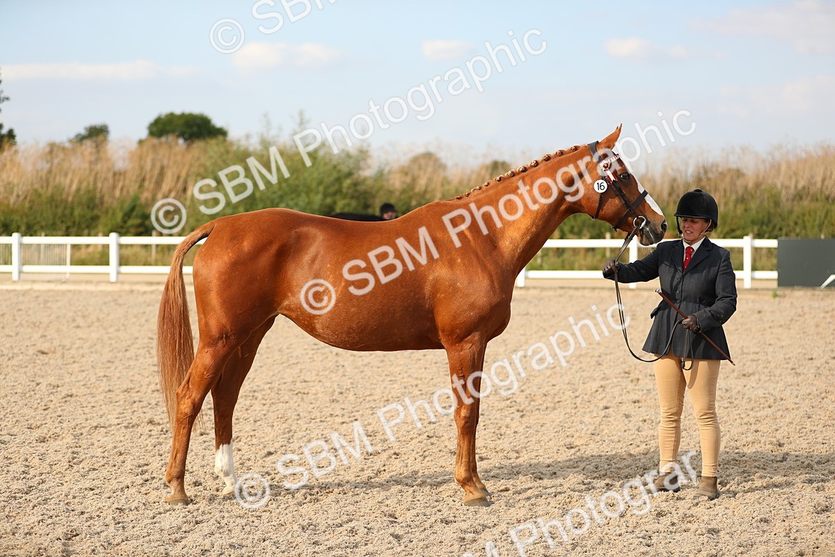 SBM_08606 - Class 28 - IH Veteran Horse