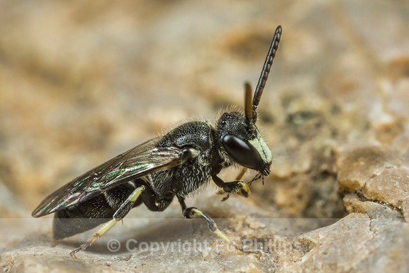 Hyaleus hyalinatus (m) - Hylaeus hyalinatus