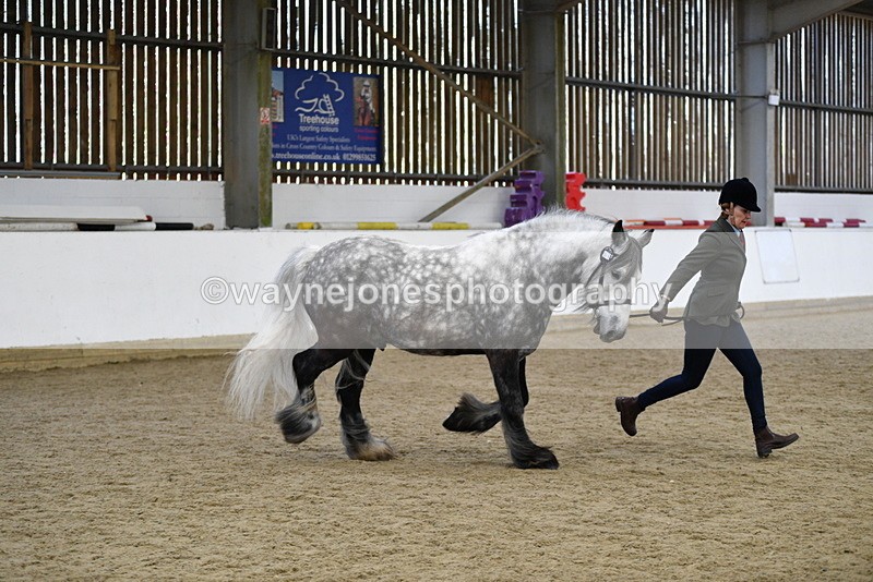WJ5_5641 - Morning in hand Championship
