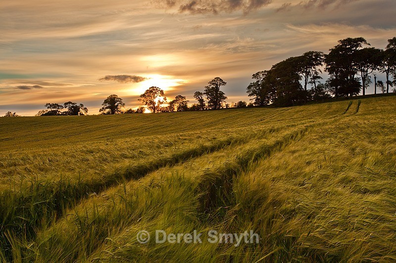 Barley Field Sunset