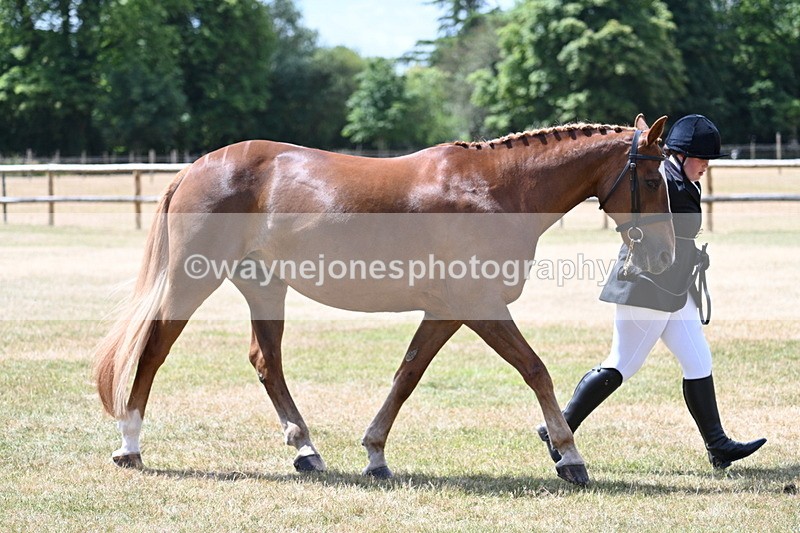 WJ7_2009 - Class 4a Prettiest Mare 14.2hh and over hand