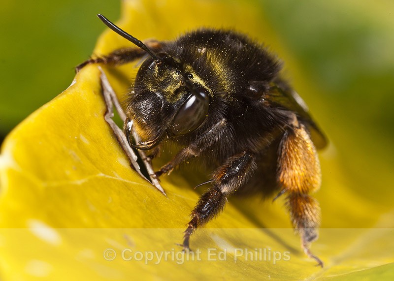Anthophora plumipes (f) - Anthophora plumipes