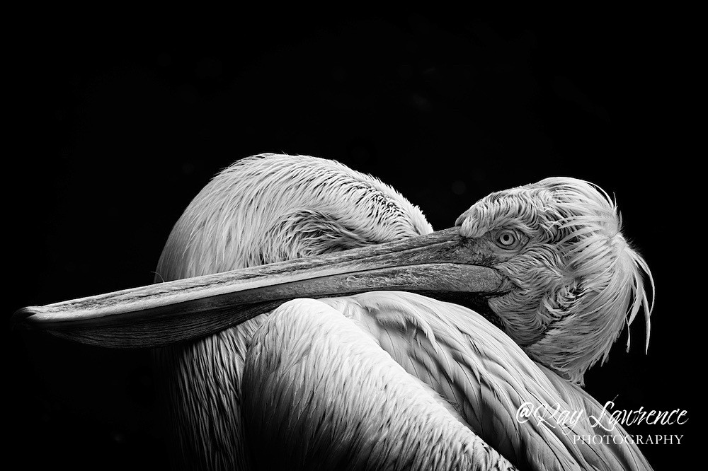 If  Youve Got the MedalDM8D9734a - Natural World