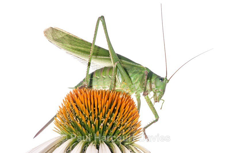 Bush Cricket (Tettigonia cantans)  MYN - Small Creatures - WB