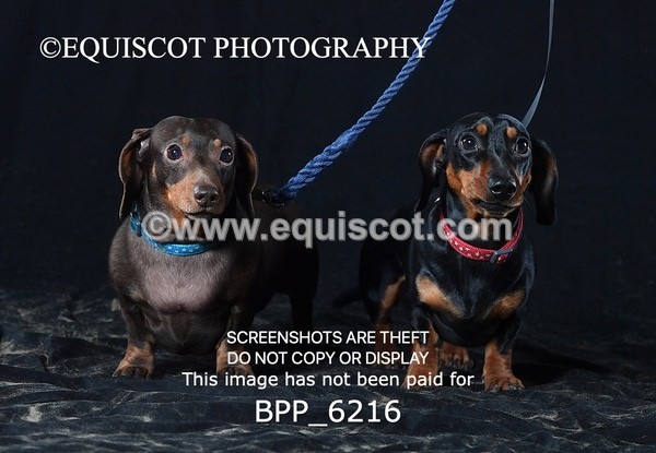 BPP_6216 - LESLEY GRANGER DOGS