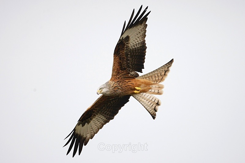 Red Kite,Wales - Birds of Prey