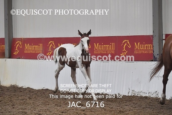 JAC_6716 - 15 Ziggy of Westoak
