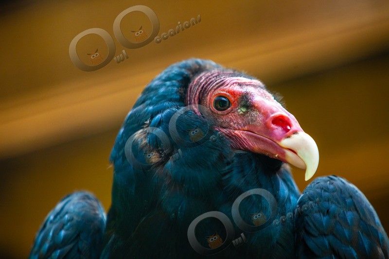 turkey vulture Cathartes aura-7722 - BoP from around the world