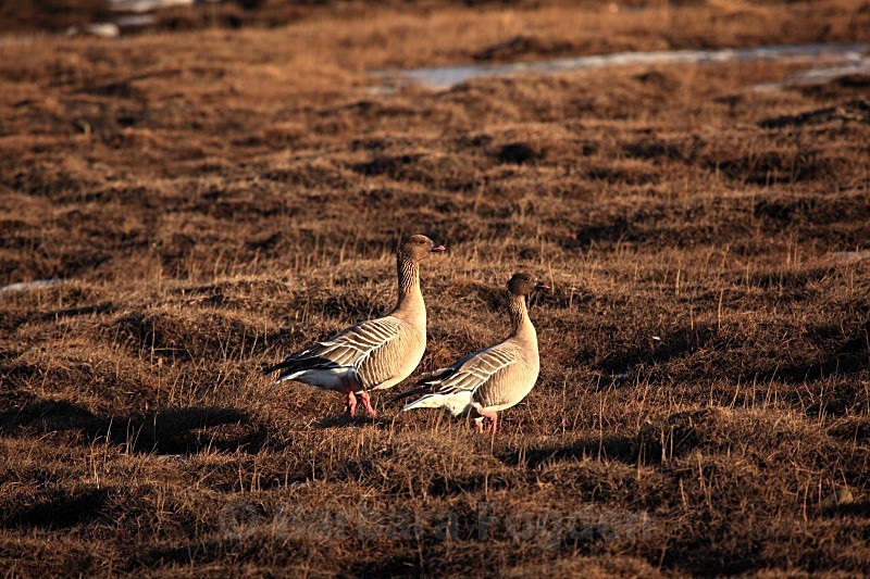 Pinkfooted geese 1702 - Wildlife