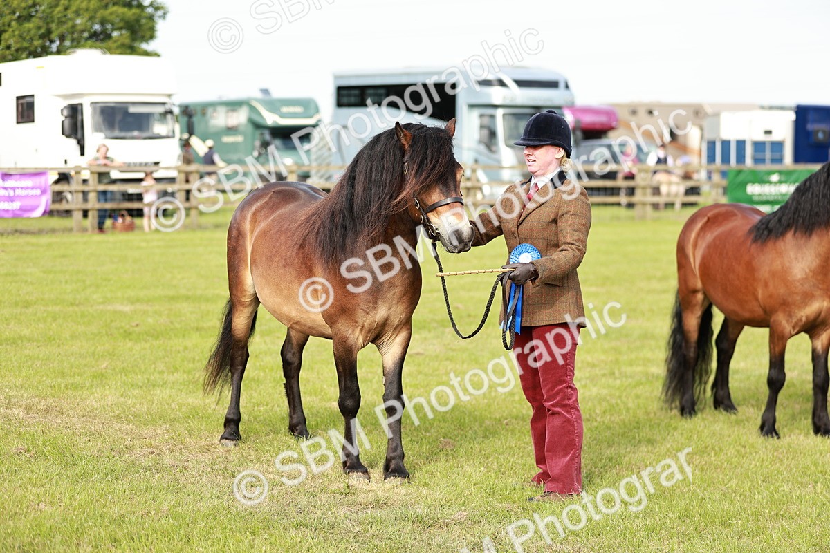 SBM_00548 - Class 14-23 - Mountain & Moorland In Hand Non Welsh