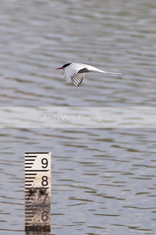 20130526-_MG_3581 - Gulls