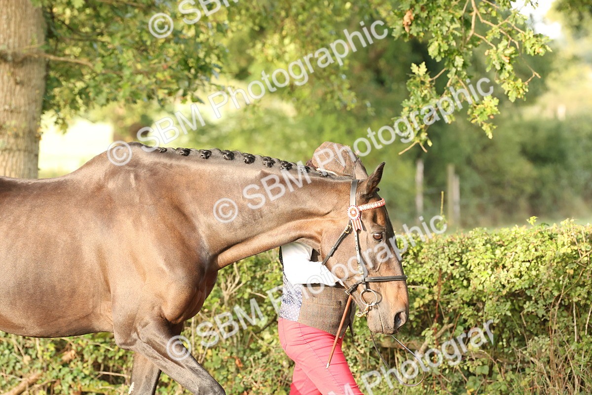 SBM_54923 - S52 - Riding Horse & Hack & thoroughbred In Hand