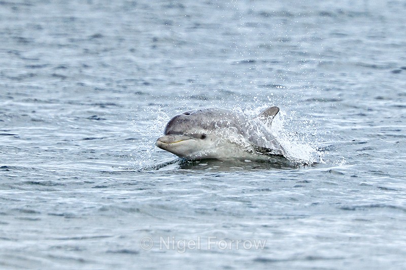 Bottlenose Dolphin surfacing, Chanonry Point, Scotland - Dolphin
