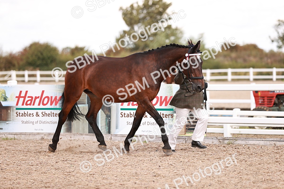 SBM_14191 - Class 407 - IH Hack Riding Horse