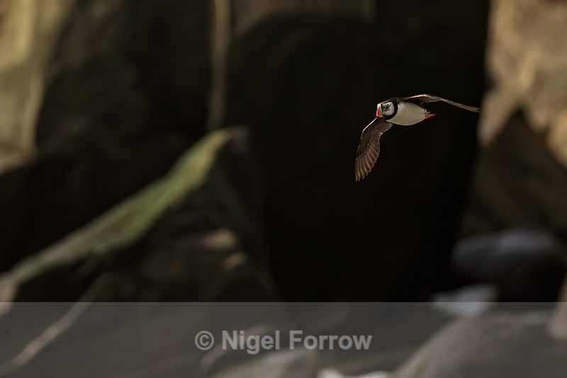 Horned Puffin flying, dark rocks in background, Duck Island, Alaska - Horned Puffin