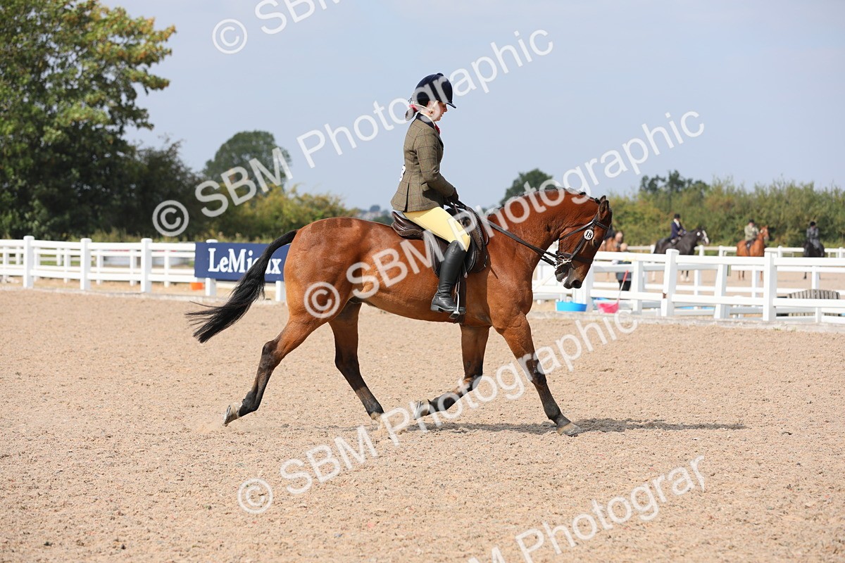 SBM_15585 - Class 311 Ridden Show Pony/ Show Hunter Pony