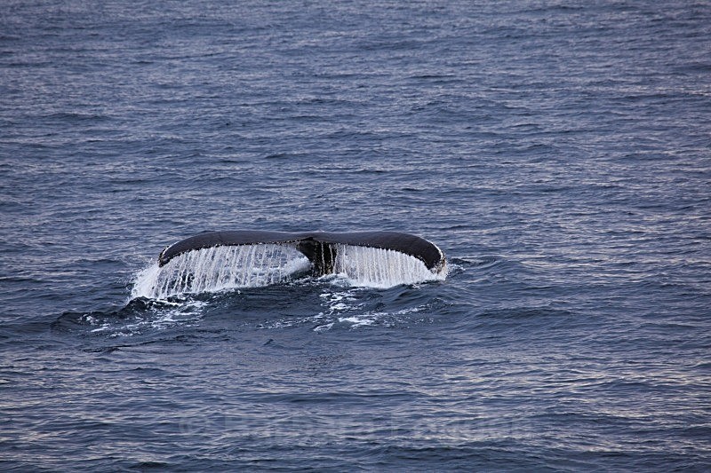 Humpback WHale 8779 - Wildlife