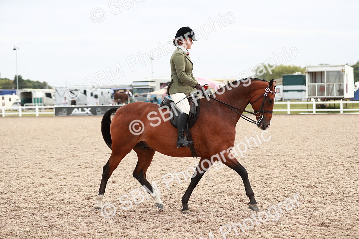 SBM_17609 - Class 215 Ridden Hack/ Riding Horse