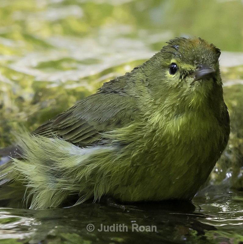 Orange-crowned Warbler - Backyard Bathing Birds