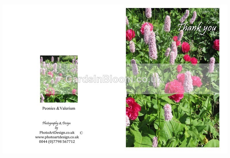 201 Peonies - Thank you - Thank You