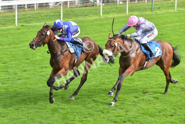 yr05092021r4-26 - Race 4 3.45pm Coopers Marquees British EBF Future Stayers' Novice Stakes