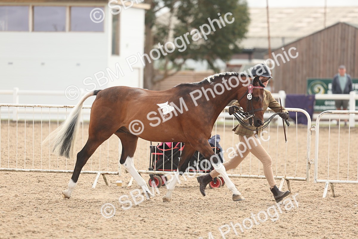 SBM_02065 - Class 15 - IH Coloured