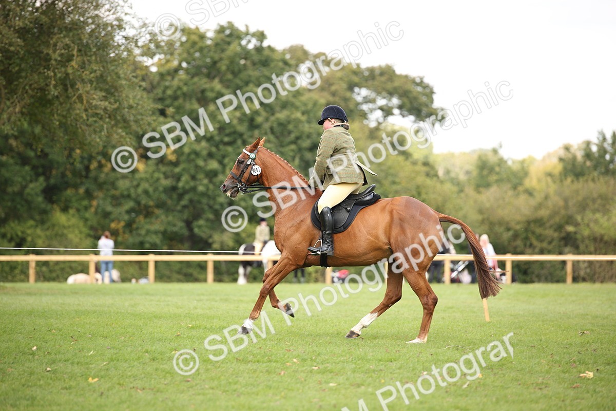 SBM_65946 - S64 - Riding Horse & Hack & Thoroughbred Ridden