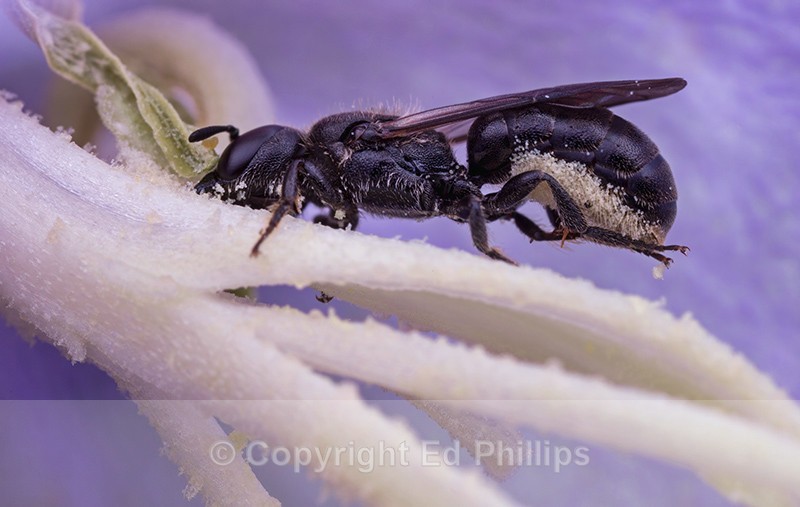 Chelostoma campanularum (f) - Chelostoma campanularum