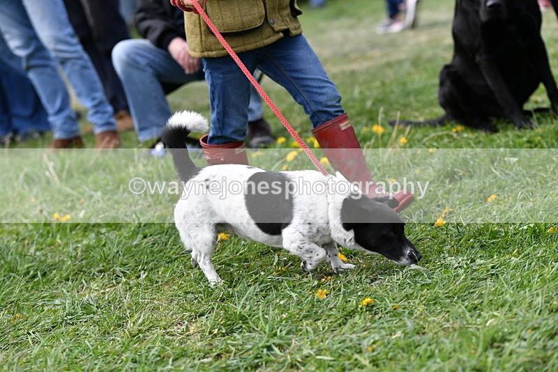 WJ5_0319 - Class 7 Best Terrier