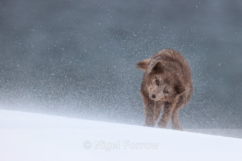 Arctic Fox (female) shakes snow from itself, Hornstrandir, Iceland - Arctic Fox