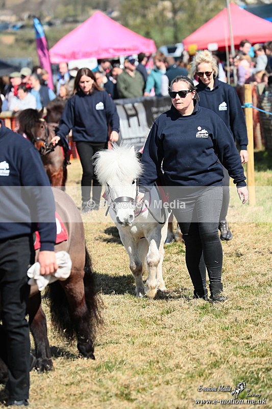 Shet 060426 36 - Shetland Pony Racing Paxford Races Easter Mon 06/04/26