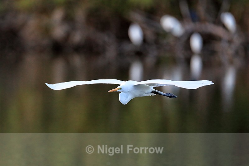 Great Egret flying at Venice Rookery, Florida - Great Egret