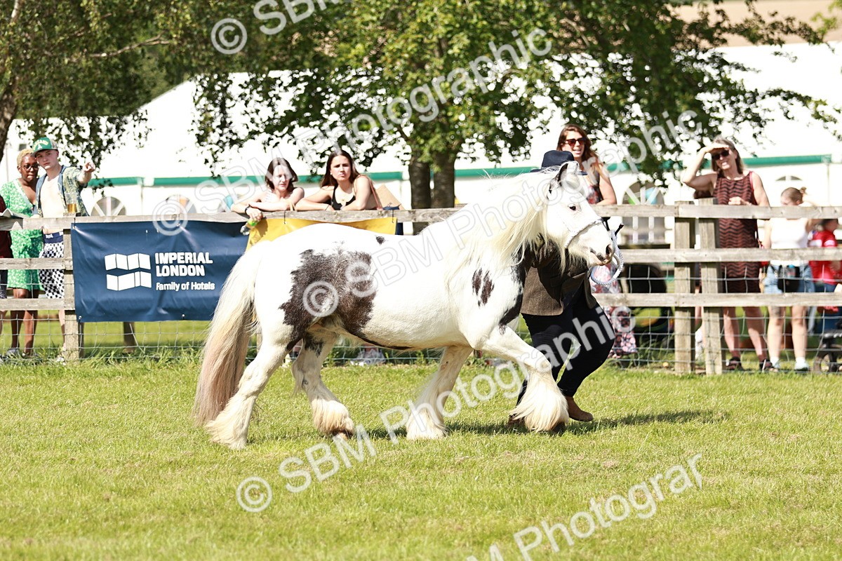 SBM_08550 - Class 63-65 - Traditional Gypsy Cobs In Hand & Ridden