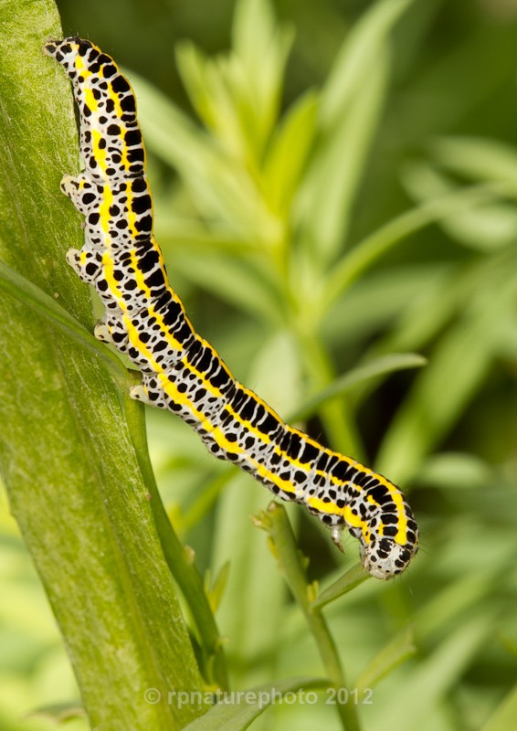 Toadflax Brocade Caterpillar RPNP0114 - Insects & Spiders