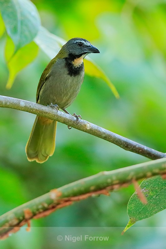 Buff-throated Saltator, Manuel Antonio, Costa Rica - Buff-throated Saltator