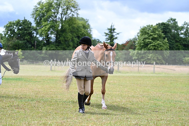 WJ7_6560 - Class 5 Handsome Gelding in hand