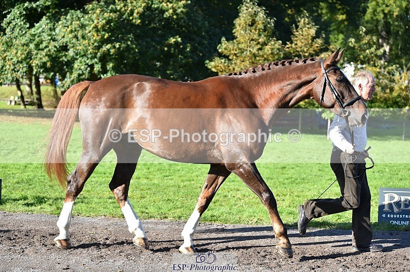 231022-104938-23520 - 447-STALLONE-Andrew.Winterton-TrotUp+SJ