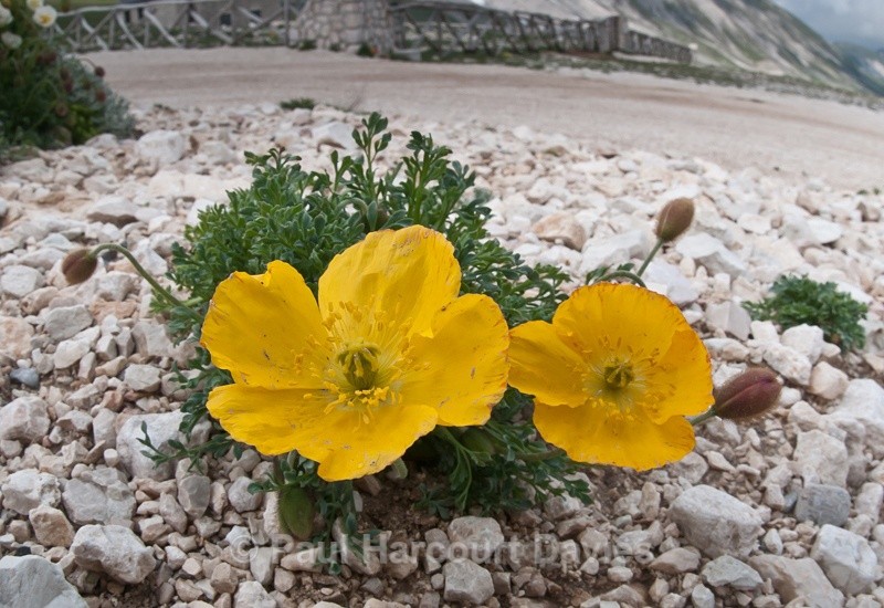  - Plants: wide-angle