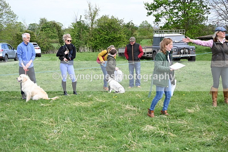 WJ6_9149 - Class 8 Best Working / Gun Dog or Bitch