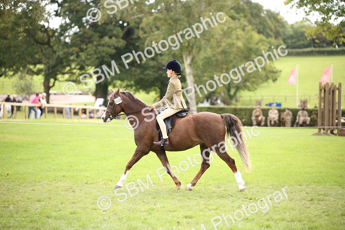 SBM_42314 - S13 - Pony Club Pony