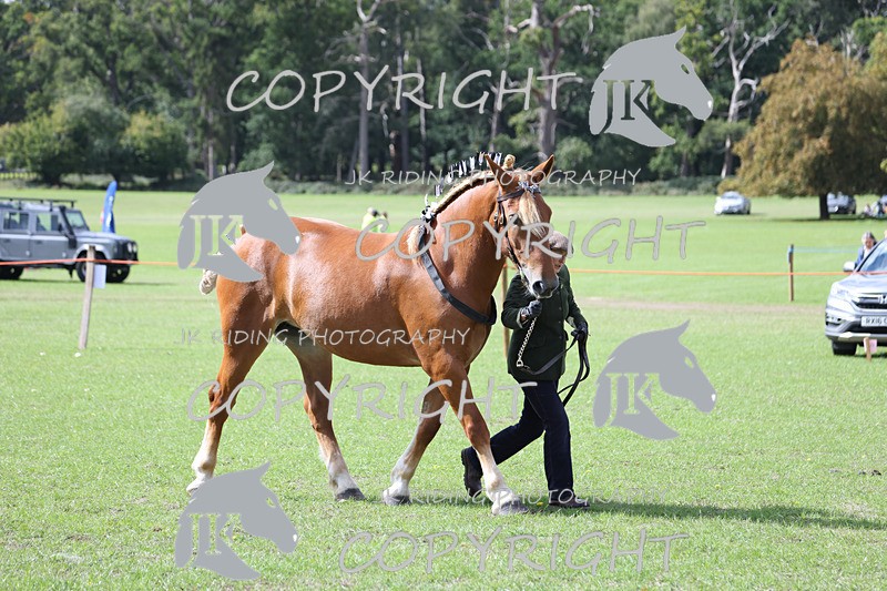 APP_3225 - Class 3 Youngstock