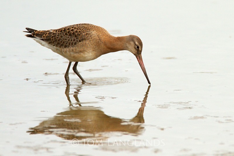 Black-tailed Godwit - Waders