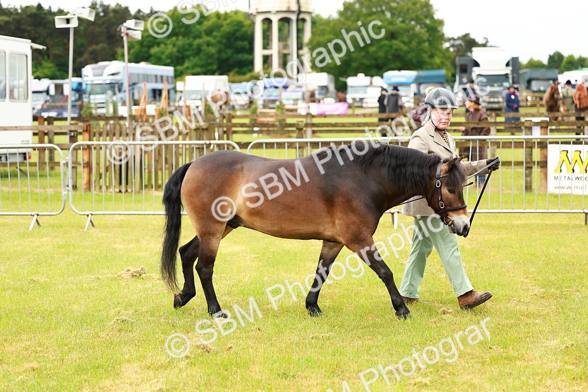 SBM_00252 - Class 58-67 - M&M Non Welsh Pony In hand