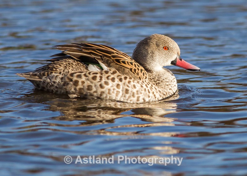Astland Photography, Bird and Wildlife Images, Susan and Peter Wilson, U.K.