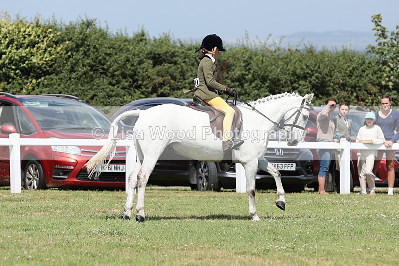 JPP_2103 - Class 19: Working Hunter 60cm