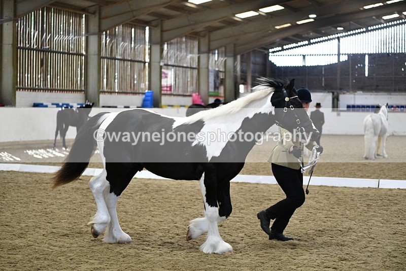 WJ5_4851 - Class 7 In hand coloured / odd coloured