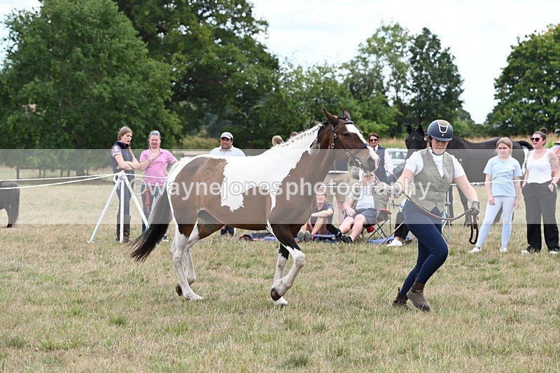 WJ6_5594 - Class 18 In-hand Coloured